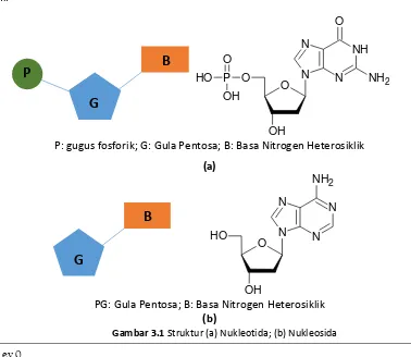 Gambar 3.1 Struktur (a) Nukleotida; (b) Nukleosida 