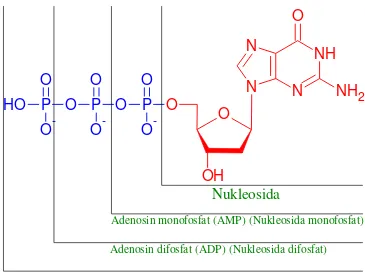 Tabel 3.1 Jenis Ribonukleosida dan Deoxynukleosida 5'-fosfat 