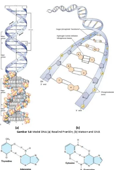 Gambar 3.8 Model DNA (a) Rosalind Franklin; (b) Watson and Crick 