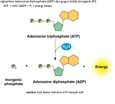 Gambar 3.12 Struktur Adenosine Triphosphate (ATP) 