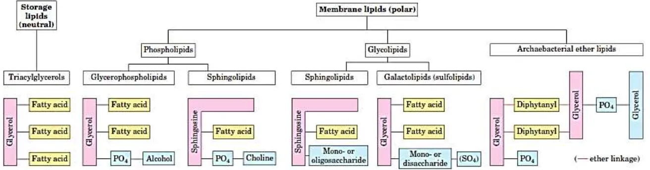 Gambar 4.5 Beberapa Tipe Lipid yang Berfungsi sebagai Cadangan Makanan dan Membran