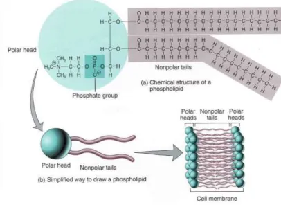 Gambar 4.7 Rumus Umum Gliserofosfolipid 
