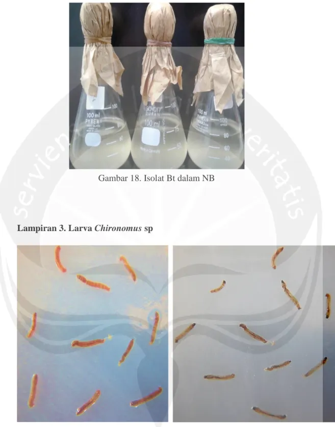 Gambar 19. Larva Chironomus sp Yang  Hidup 