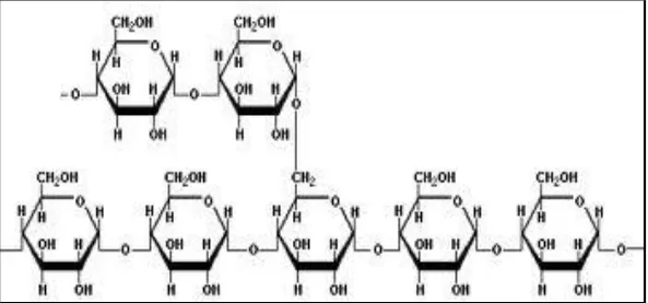 Gambar 3. Struktur Kimia Amilopektin (Fessenden, 2010: 646)