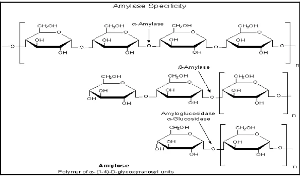 Gambar 4. Struktur Kimia α-amilase, β-amilase dan glukoamilase (Sumber:  www.sigmaaldrich.com) 