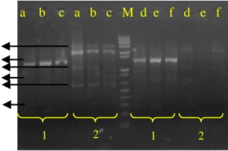 Gambar 3  Elektroforegram DNA hasil isolasi  (Castillo  1994);  (a)  IRR104,  (b)  IRR105, (c) IRR107, (d) IRR109,  (e)  IRR110,  (f)  IRR111,  (g)  IRR112, (h) IRR118, (i) IRR119,  (j)  IRR131,  (k)  IRR132,  (l)  IRR134,  dan (m) IRR136