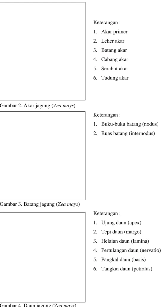 Gambar 2. Akar jagung (Zea mays) 