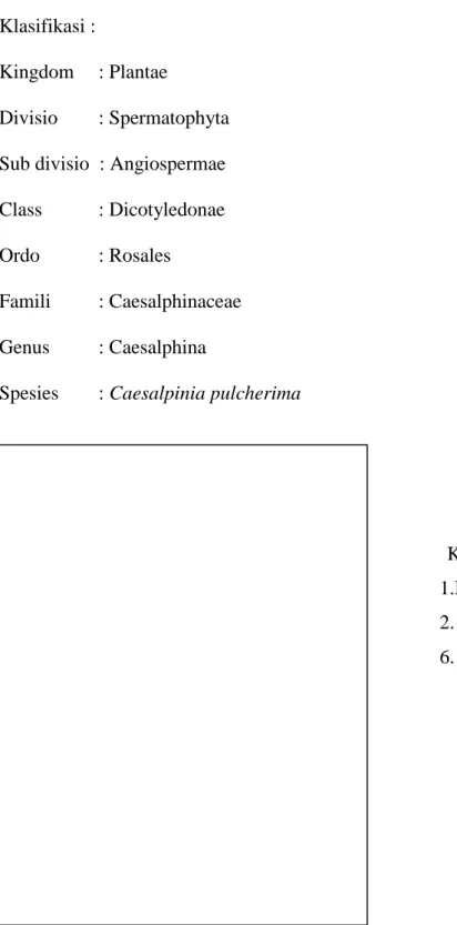 Gambar 10. Tanaman Bunga Merak (Caesalpinia pulcherima) 