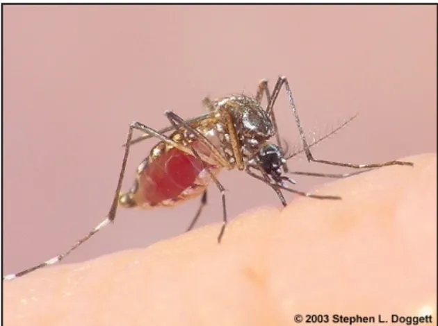 Gambar 7.  Aedes aegypti  dewasa           ( Sumber : Stephen el doggett 2003 ) 