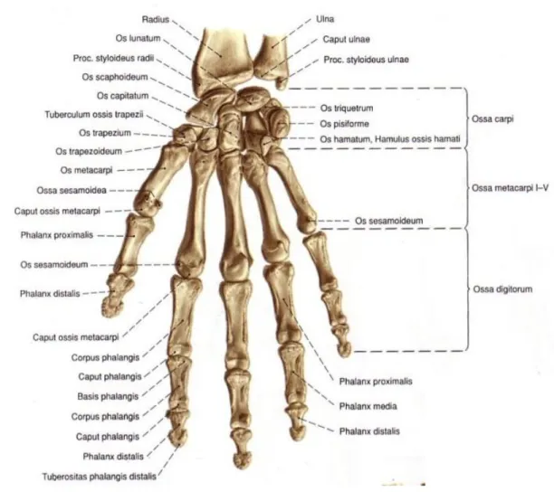 Gambar 1. Anatomi tangan 