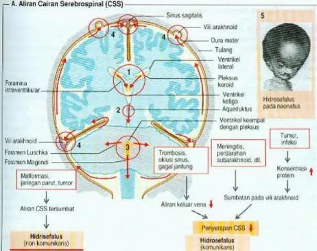 Gambar 2.4 Aliran cairan serebrospinal 