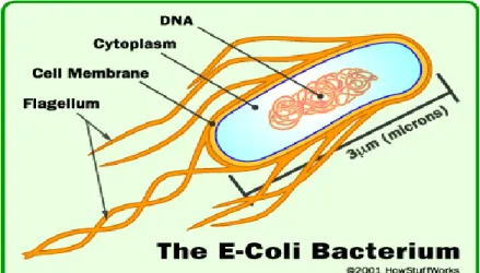 Gambar 3. Escherichia coli (Marler, 2009)  Klasifikasi  