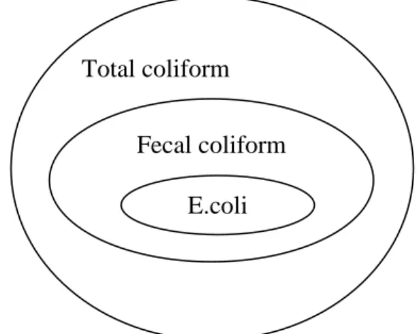 Gambar 2.2. Hubungan Antara Total coliforms, Fecal coliforms, dan E.coli  (Sumber: New York State Departmen Of Health, 2011) 