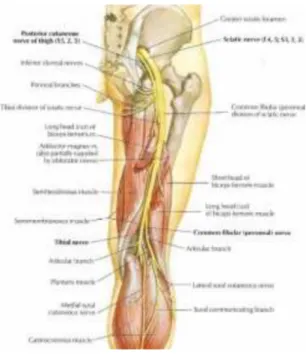 Gambar 5 Nervus Sciatic C. Epidemiologi