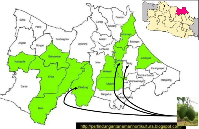 Gambar 1. Tiga wilayah Area-Wide Management di Kabupaten Indramayu. Wilayah yang diarsir  hijau merupakan kawasan sentra mangga