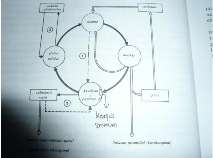 gambar 6. Sirkuit striatal  3 B. Sistem sensoris 