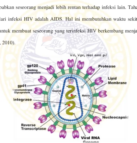 Gambar 2.1 : Virion Human Immunodeficiency Virus (Carl Henderson, 2005) 