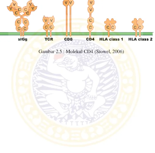 Gambar 2.5 : Molekul CD4 (Stowel, 2006) 