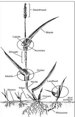 Gambar  1.  Bentuk  anatomi  rumput  secara  umum  (Brad  Fresenburg  and  Travis Teuton, 2007)