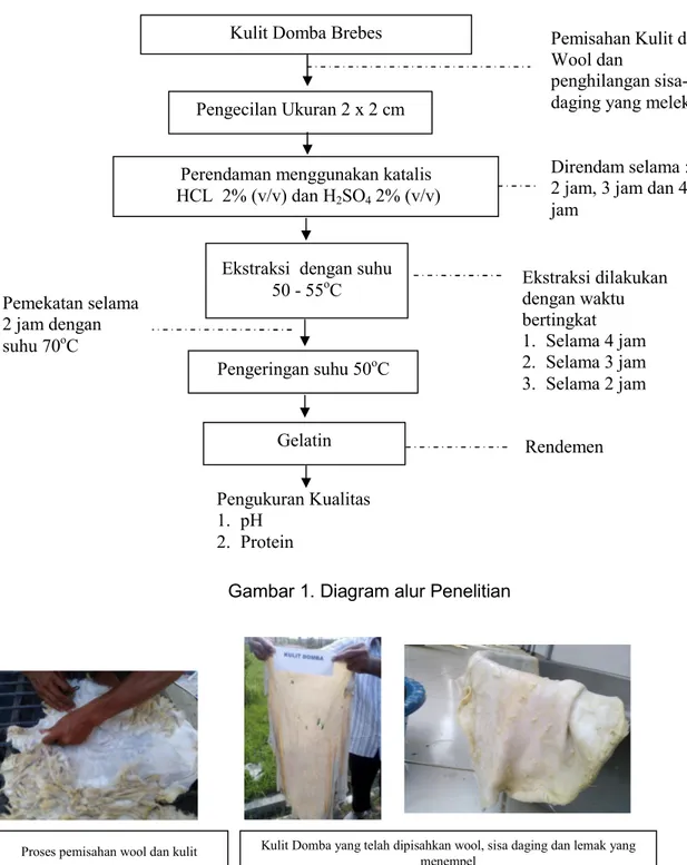 Gambar 1. Diagram alur Penelitian Kulit Domba Brebes 