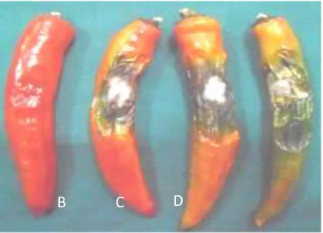 Gambar 1. Foto gejala penyakit antraknosa pada  buah cabai yang diinokulasikan dengan tiga isolat  Colletotrichum spp