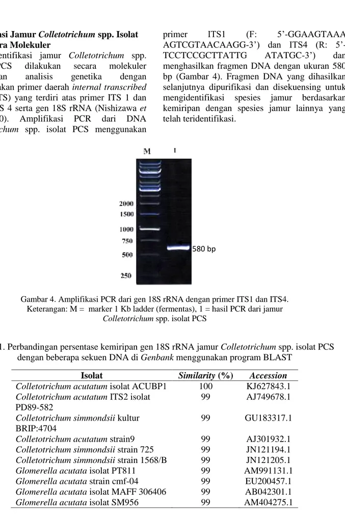 Gambar 4. Amplifikasi PCR dari gen 18S rRNA dengan primer ITS1 dan ITS4.  