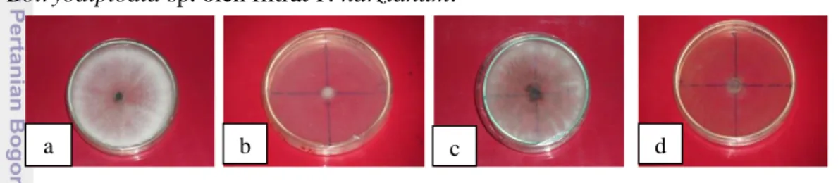 Gambar  9  Pertumbuhan  isolat  Botryodiplodia  sp.:  (a)  kontrol  PDA;  (b)  dengan  filtrat  T