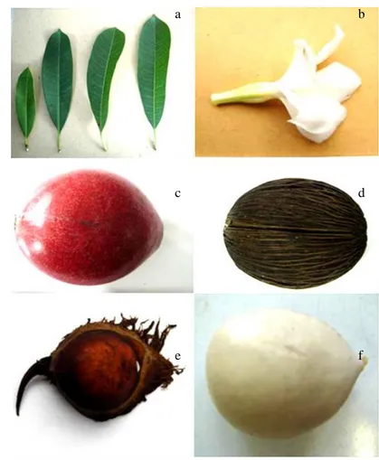 Gambar  2.  Bagian-bagian  dari  pohon  bintaro  (a)  daun,  (b)  bunga,  (c)  buah  dengan  kulit,                       (d) buah tanpa kulit, (e) biji dengan kulit biji dan (f) biji tanpa kulit biji 