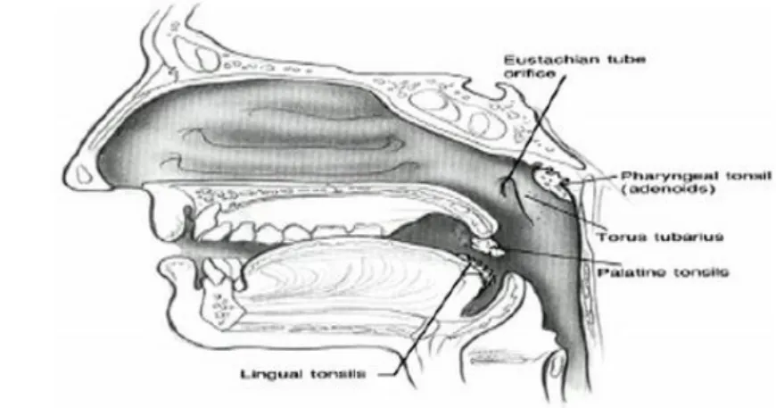 Gambar 2. Anatomi normal Tonsil Palatina 