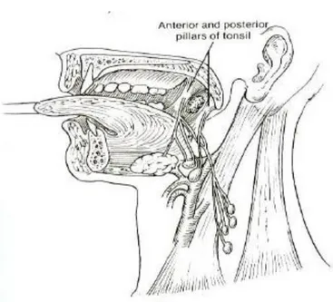 Gambar 4. Aliran Limfe Tonsil 