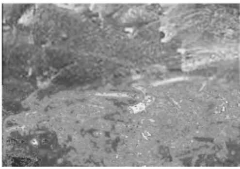 Gambar 4.7 Foto makro serat sabut kelapa 30%, 40% dan 50% setelah uji tarik. 