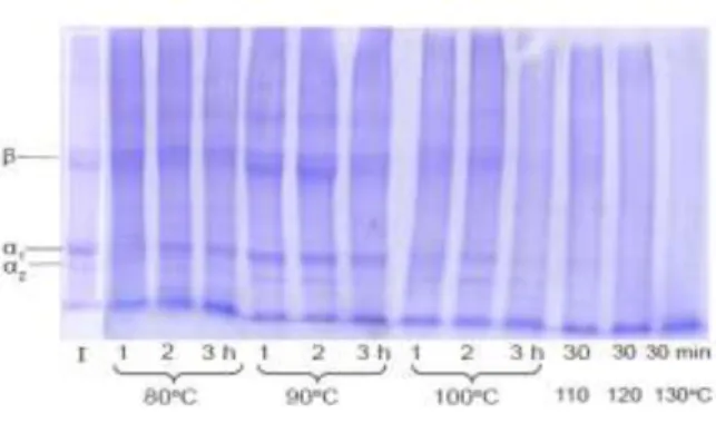 Gambar 2.3.  Contohelektroforegram gelatin dari Bigeye snapper (Priacanthus tayenus)  (Sukkwai, 2011) 