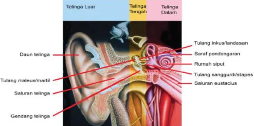 Gambar 2.1 Sistem Pendengaran pada manusia 
