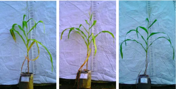 Gambar 2. Tanaman Jagung dengan Perlakuan Pupuk Organik Cair    Limbah Pasar (C1) 