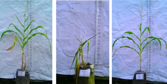 Gambar 3. Tanaman Jagung dengan Perlakuan Pupuk Organik Cair    Kotoran Sapi (C2) 