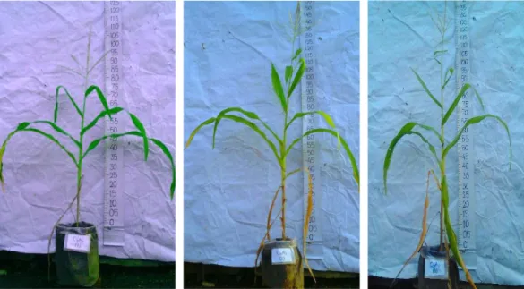 Gambar 4. Tanaman Jagung dengan Perlakuan Pupuk Organik Cair    Limbah Pasar + Kotoran Sapi (C3) 