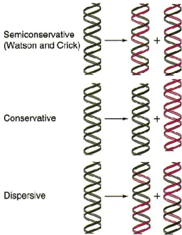 Gambar 2. Tiga Hipotesa tentang Replikasi DNA 