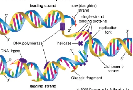 Gambar  3. bagian Replikasi DNA semikonservatif