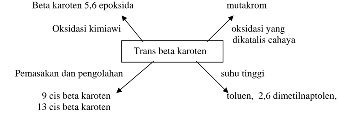 Gambar 9. Kerusakan trans beta karoten (Andarwulan &amp; Koeswara 1990) 