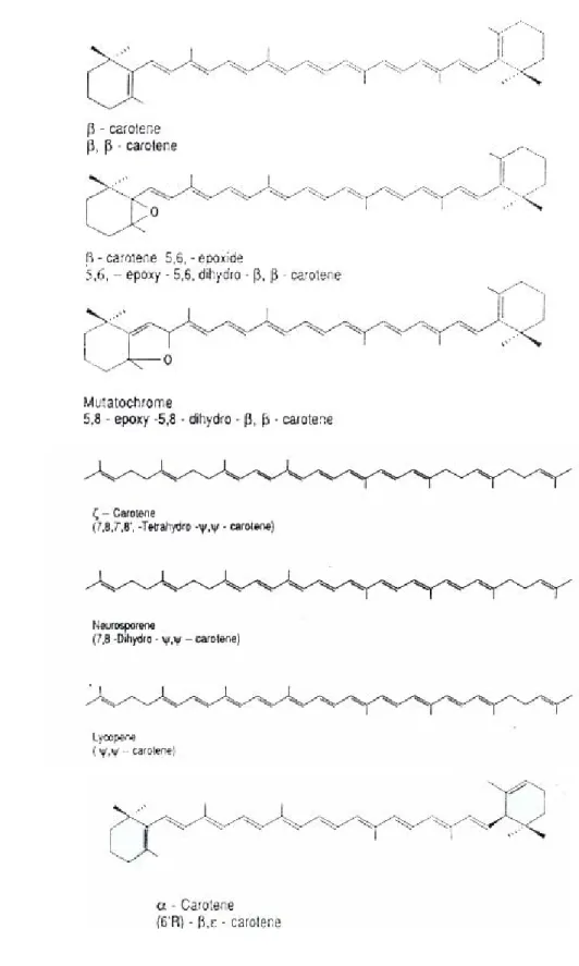 Gambar 3. Struktur beta karoten diantara jenis karotenoid lain (Gross 1991)  
