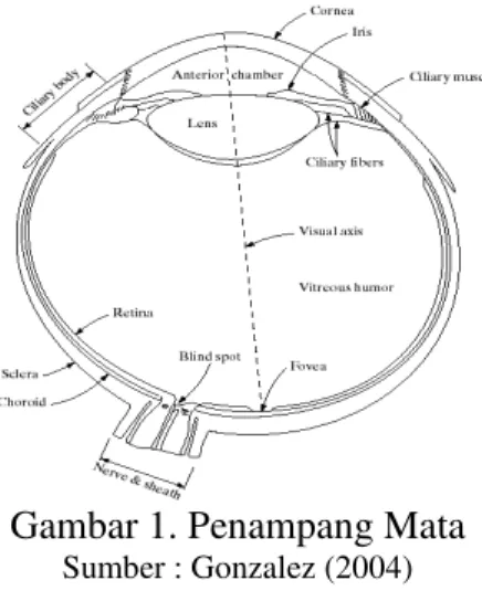 Gambar 1. Penampang Mata 