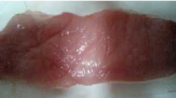 Gambar 2.2 Potongan Daging Babi
