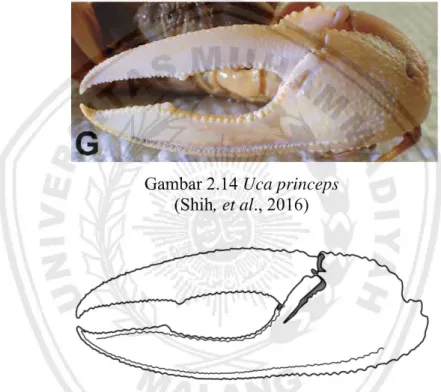 Gambar 2.14 Uca princeps  (Shih, et al., 2016)  