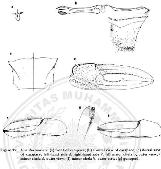 Gambar 2.3 Sketsa Uca dussumieri: (a) depan karapas; (b) karapas tampak atas,  (c) karapas tampak belakang, kiri jantan; kanan betina, (d) major cheliped jantan,  (e) minor cheliped jantan, (f) minor cheliped betina, (g) gonopod 