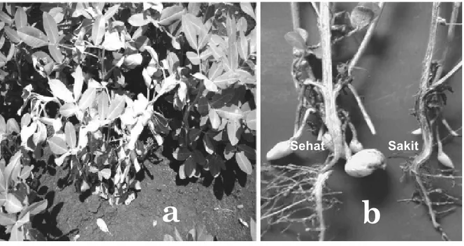 Gambar 3. Daur penyakit layu R. solanacearum pada kacang tanah