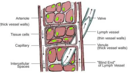 Gambar 6. Pembuluh limphatik dalam pembuluh kapiler dan ruang interselluler 