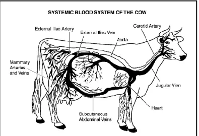 Gambar 1.Sistem sirkulasi darah pada sapi 