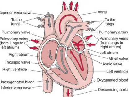 Gambar 3. Aliran darah di jantung 