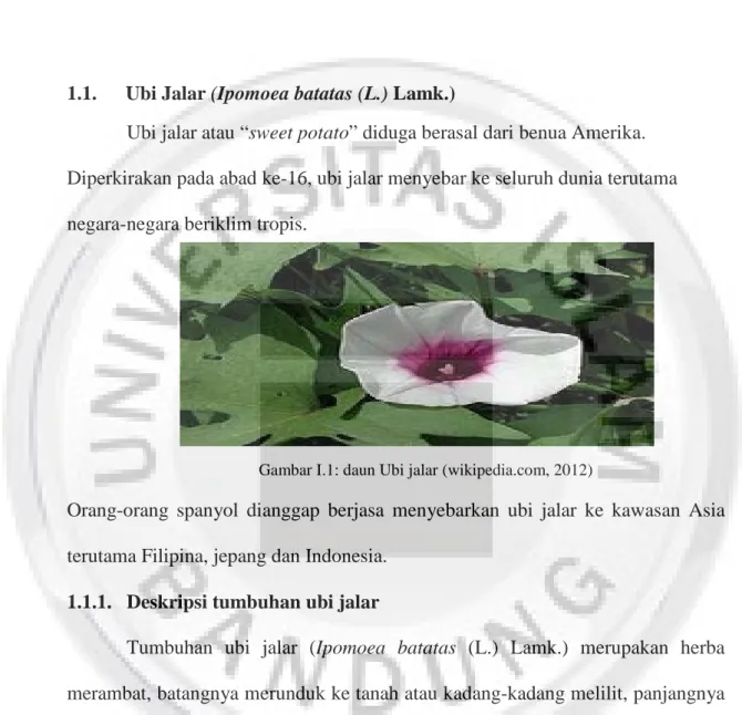 Gambar I.1: daun Ubi jalar (wikipedia.com, 2012)