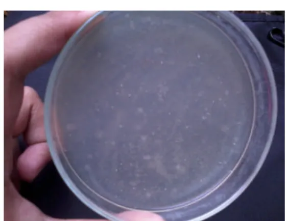 Gambar 7. Hasil Plating dengan Plat Dasar NA Berdasarkan hasil uji plaq dari